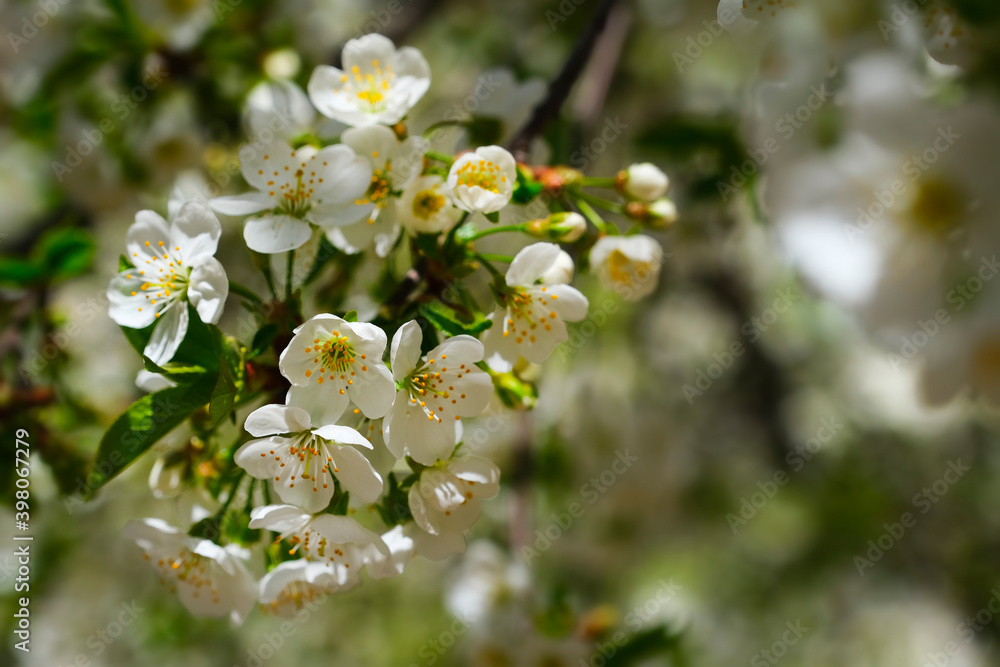 Pear tree flowers. White tree flowers in spring. Close-up. Selective focus.
