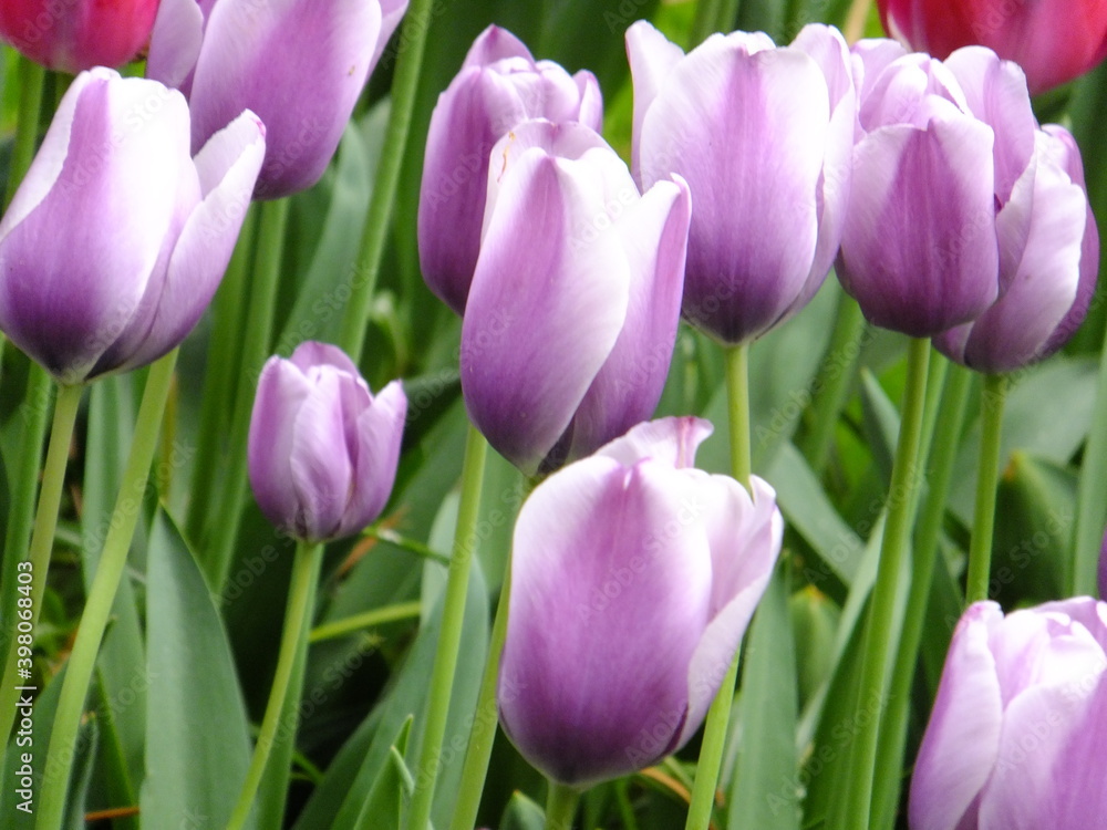 Obraz premium Tudor Schleurholts bloemen
