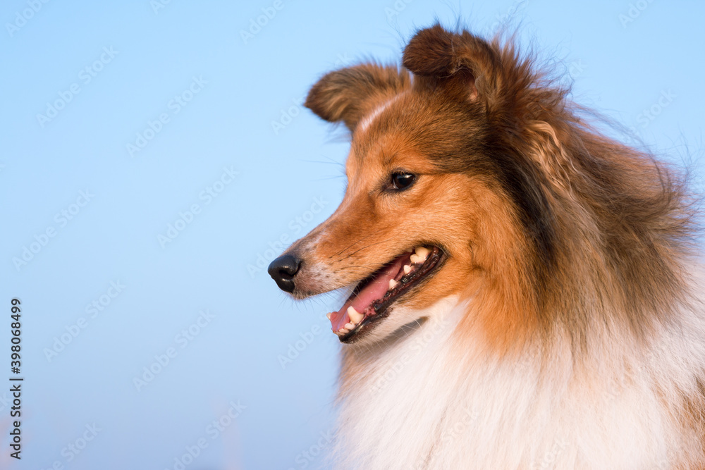 Stunning nice fluffy sable white shetland sheepdog, sheltie outside on a sunny day with blue sky background. Profile smiling portrait of small working, little cute collie, lassie sheepdog outdoors