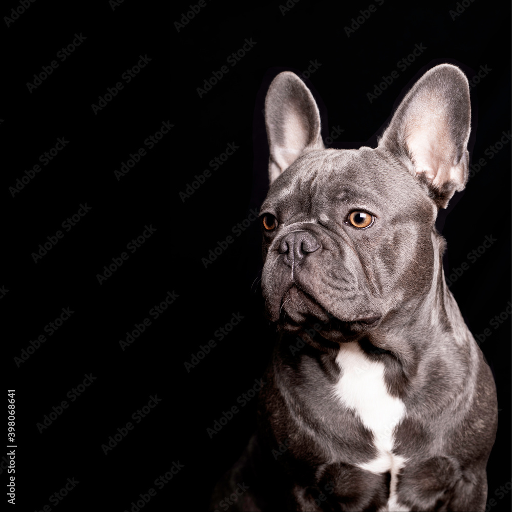 beautiful grey french bulldog looking on the side with black background