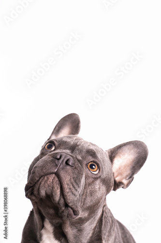 Gray french bulldog looking up with white background