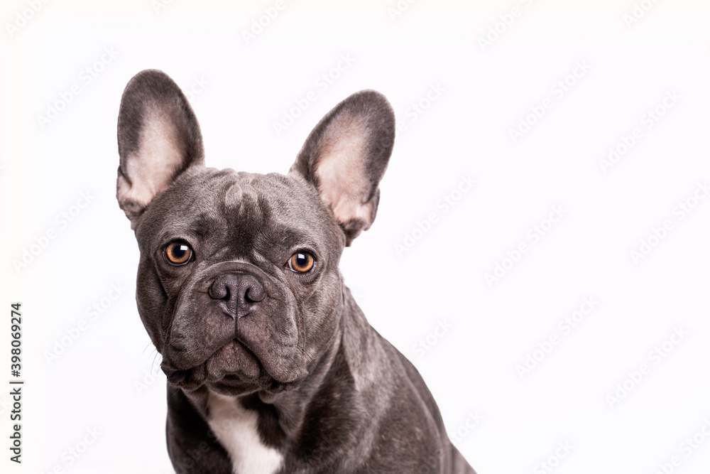 adorable gray french bulldog with big ears portrait  with white background