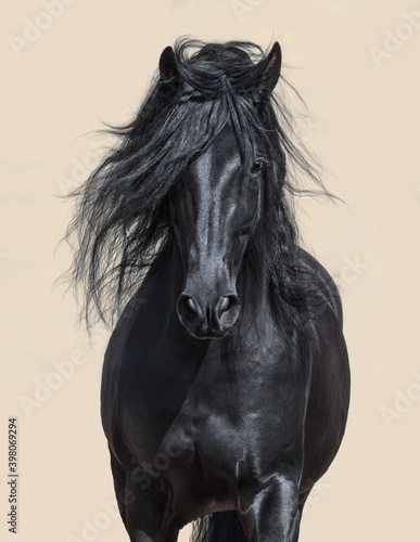 Black Andalusian Horse with long mane. photo
