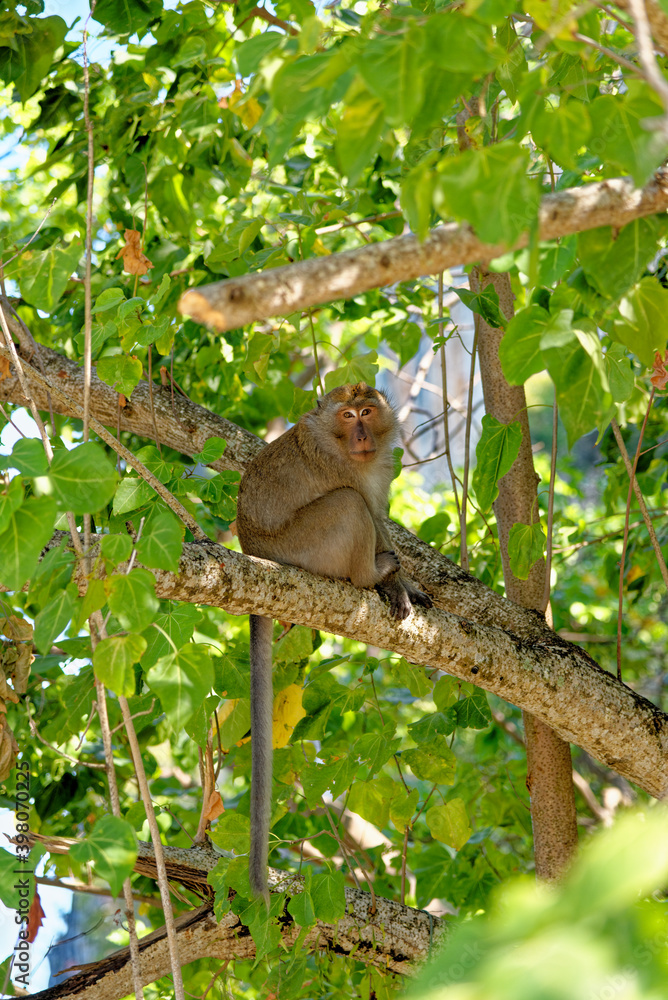 The macaques in the tree - Koh Aleil Island - Thailand