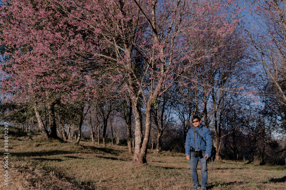 tourist man standing in pink wild himalayan cherry blossm forest park on hill at Phulomlo, travel destination in Thailand tourist man standing in pink wild himalayan cherry blossm forest park on hill at Phulomlo, travel destination in Thailand