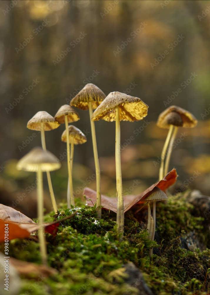 mushrooms in Jena at autumn with bottom side perspective mushrooms in Jena at autumn with bottom side perspective