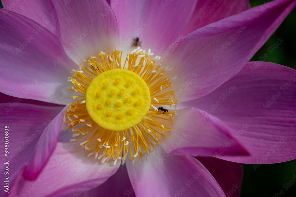 Lotus flowers blooming naturally showing off its colours and beauty Lotus flowers blooming naturally showing off its colours and beauty