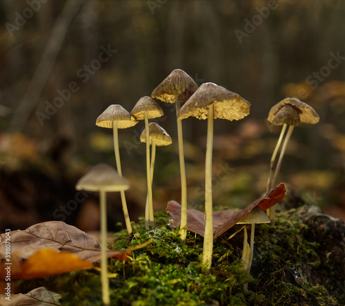 mushrooms in Jena at autumn with bottom side perspective