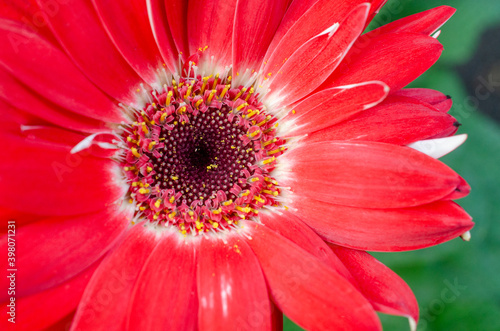 Macro dark red gerbera flower pollen over blur green natural background © Nopparat