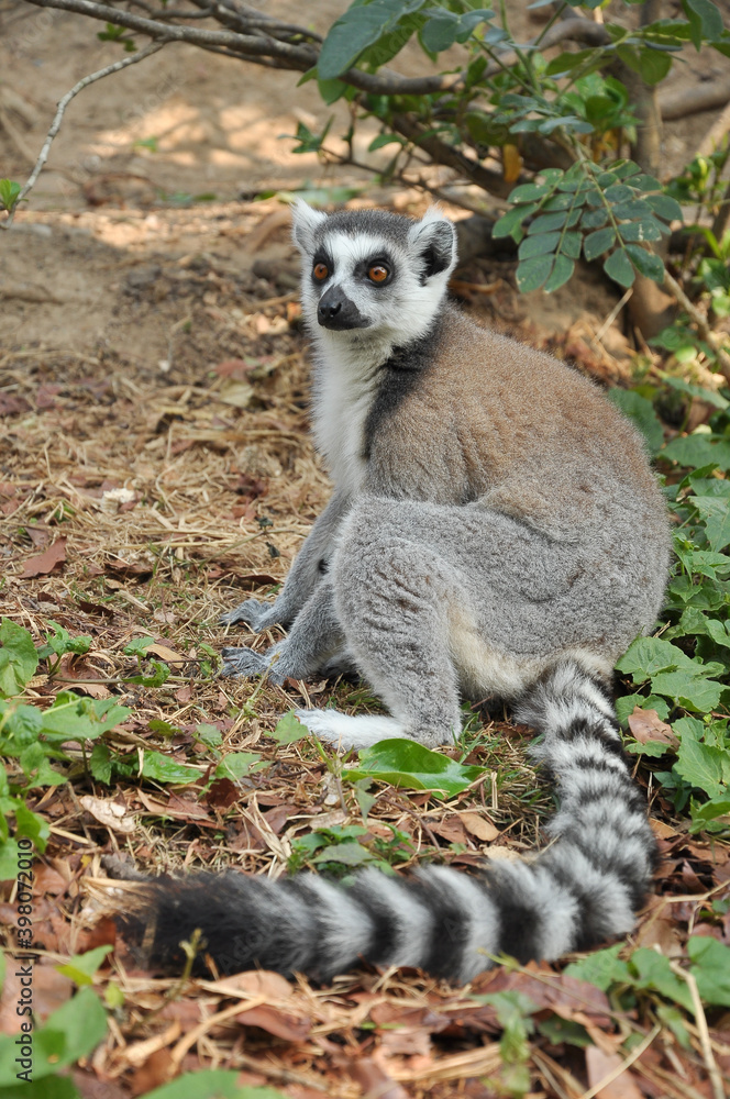 Fototapeta premium Ring-tailed lemur