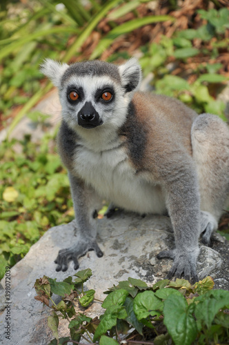 Ring-tailed lemur