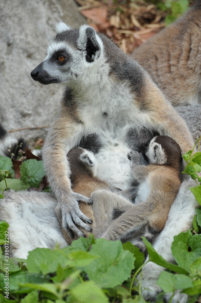 Obraz premium Ring-tailed lemur