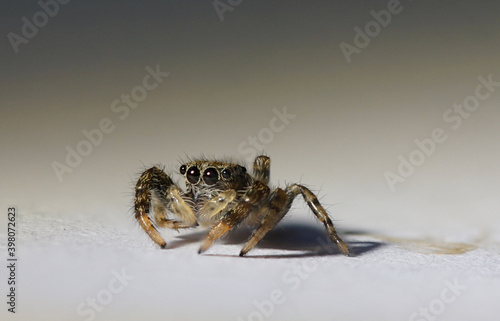 Springspinne photo