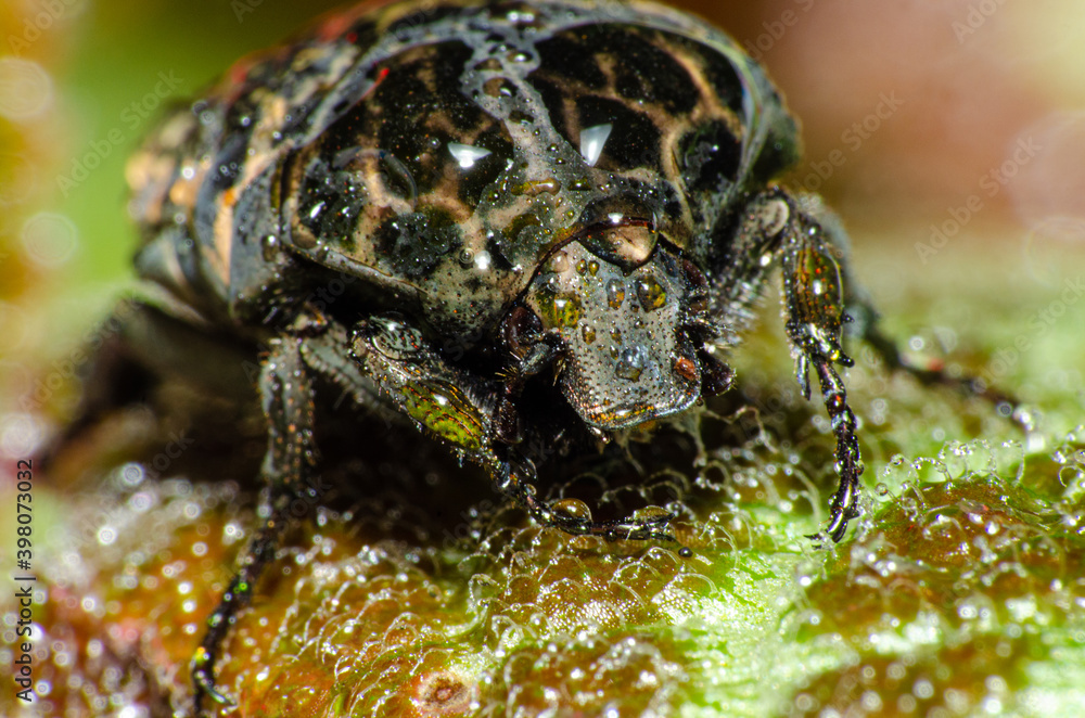 Macro photography, details of a small beetle wet with dew on green leaves, shallow depth of field, selective photo. Macro photography, details of a small beetle wet with dew on green leaves, shallow depth of field, selective photo.
