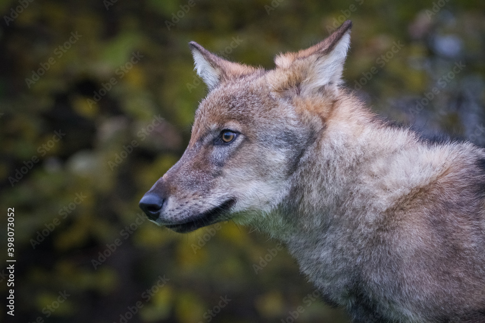 Portrait of a wolf cub with ears spread out