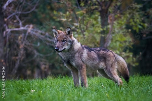 Standing wolf cub in nature