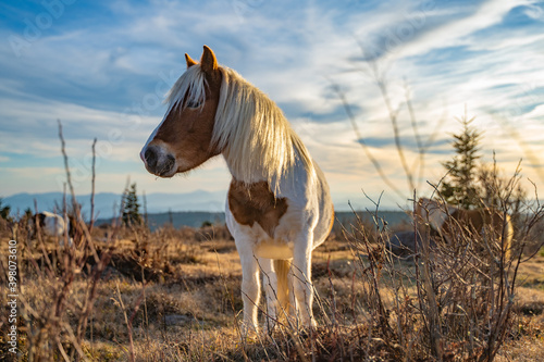 Wild Pony Eating Grass Mount Rogers VA