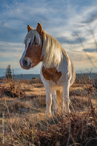 Wild Pony Close Up Mount Rogers Virginia