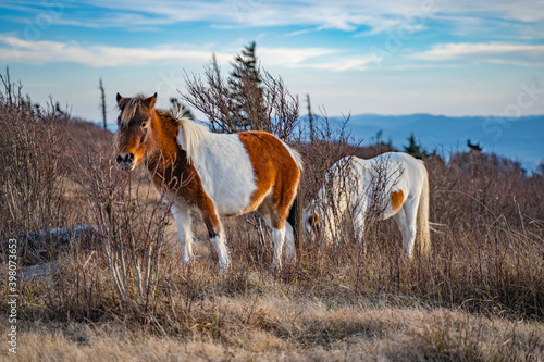 Wild Ponies Grazing On Mount Rogers Virginia