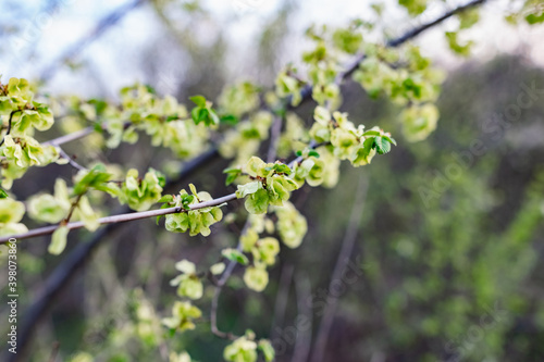 Interesting blooming tree species with colorful colorful buds in spring or in summer at the appropriate time of the year. Unusual inflorescences of different shapes