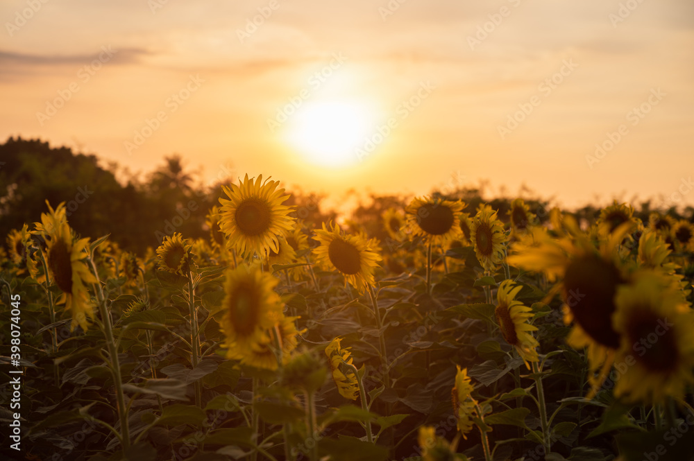 Sunflower field growing in plantation