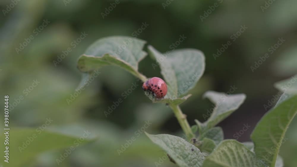 Colorado potato beetle, eating a potato leaf, close-up, beetle larva, pest in the garden Colorado potato beetle, eating a potato leaf, close-up, beetle larva, pest in the garden