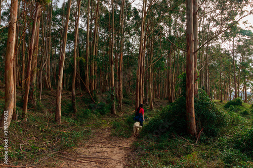 Wallpaper Mural eucaliptus near the sea in laredo in spain Torontodigital.ca