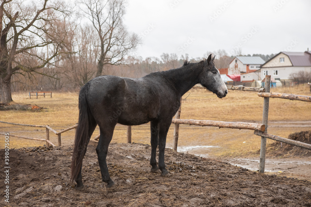 Black horse in a corral against the background of bare trees on an autumn cloudy day Black horse in a corral against the background of bare trees on an autumn cloudy day