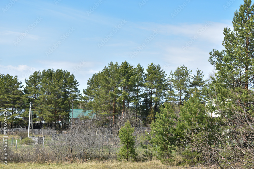 country plot on a forest clearing country plot on a forest clearing