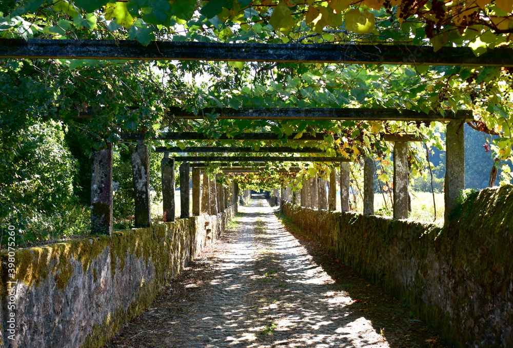 Footpath with vine tree at famous Albariño wine region. Cambados, Rias Baixas, Pontevedra, Galicia, Spain.