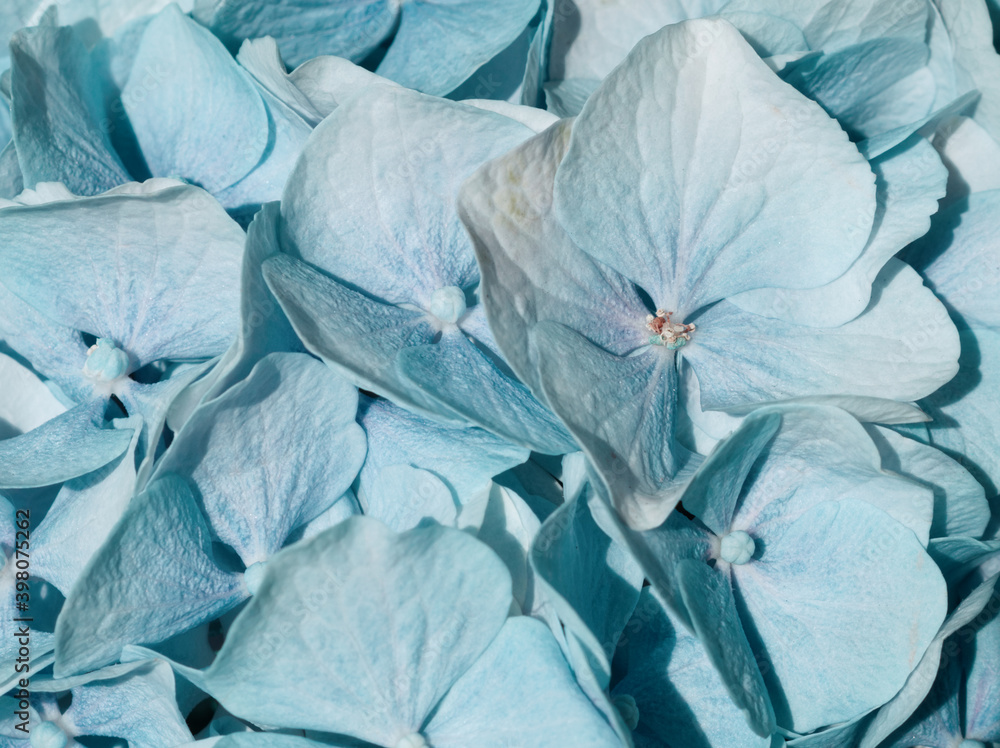 custom made wallpaper toronto digitalClose up of baby blue petals. Blue hortensia, hydrangea flower in full bloom. Floral concept with soft flower petals. Natural aesthetic background or template