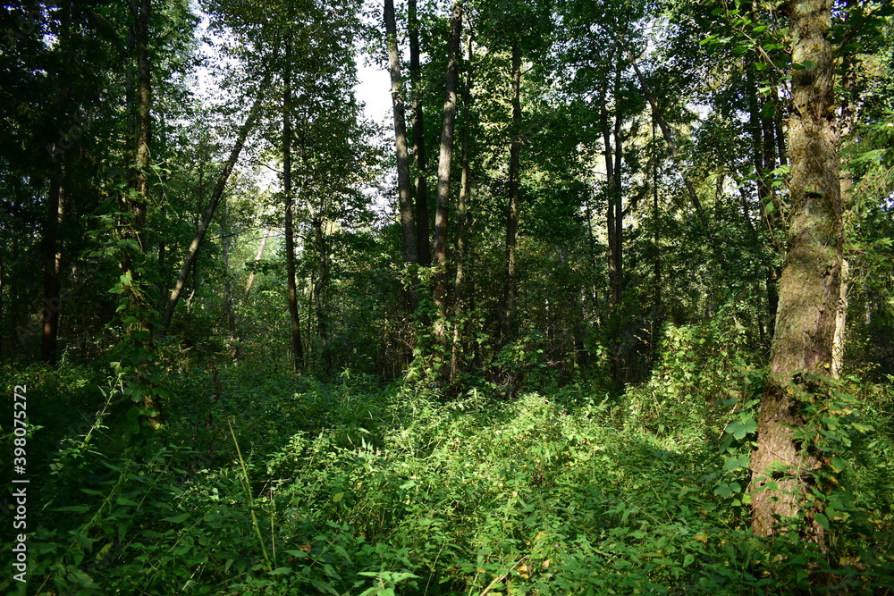 trees in the forest trees in the forest