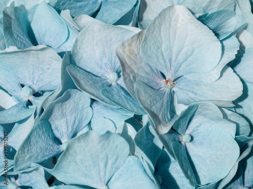 Wallpaper Mural Close up of baby blue petals. Blue hortensia, hydrangea flower in full bloom. Floral concept with soft  flower petals. Natural aesthetic background or template Torontodigital.ca