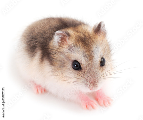 Dwarf gray hamster.