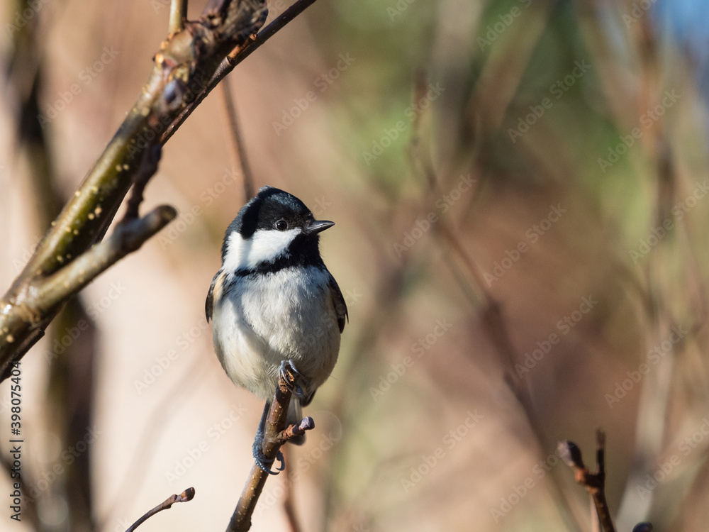 A beautiful Coal Tit (Periparus Ater) sits perched on the end of a branch with highlight in its eye as it looks sideways. A beautiful Coal Tit (Periparus Ater) sits perched on the end of a branch with highlight in its eye as it looks sideways.