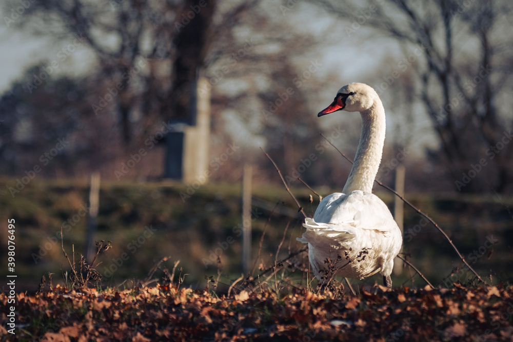 łabędź niemy