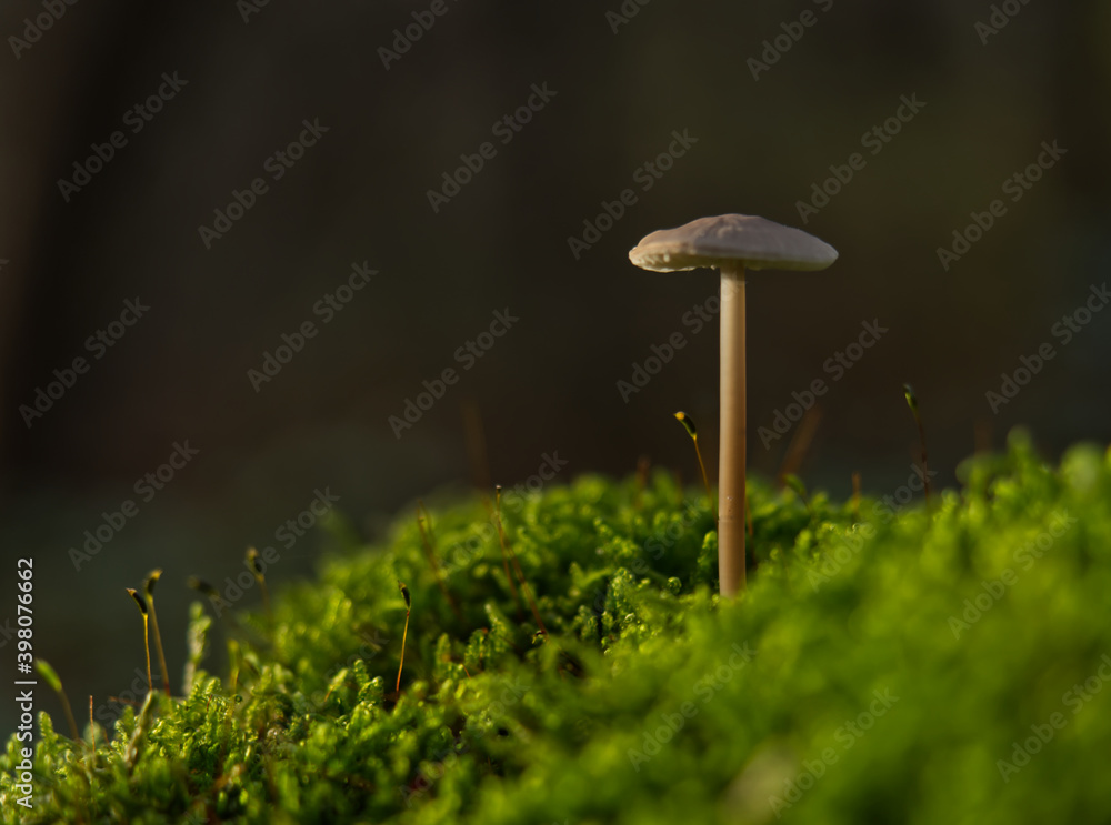 mushrooms at autumn in jena ground and side perspective mushrooms at autumn in jena ground and side perspective