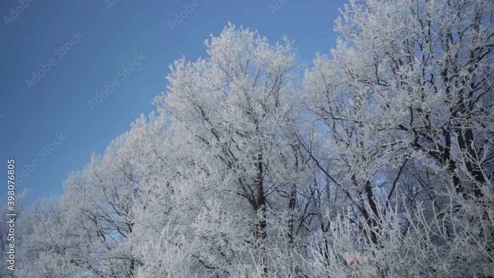 Walk through the winter forest with snow-covered trees on a beautiful frosty morning. No people Walk through the winter forest with snow-covered trees on a beautiful frosty morning. No people