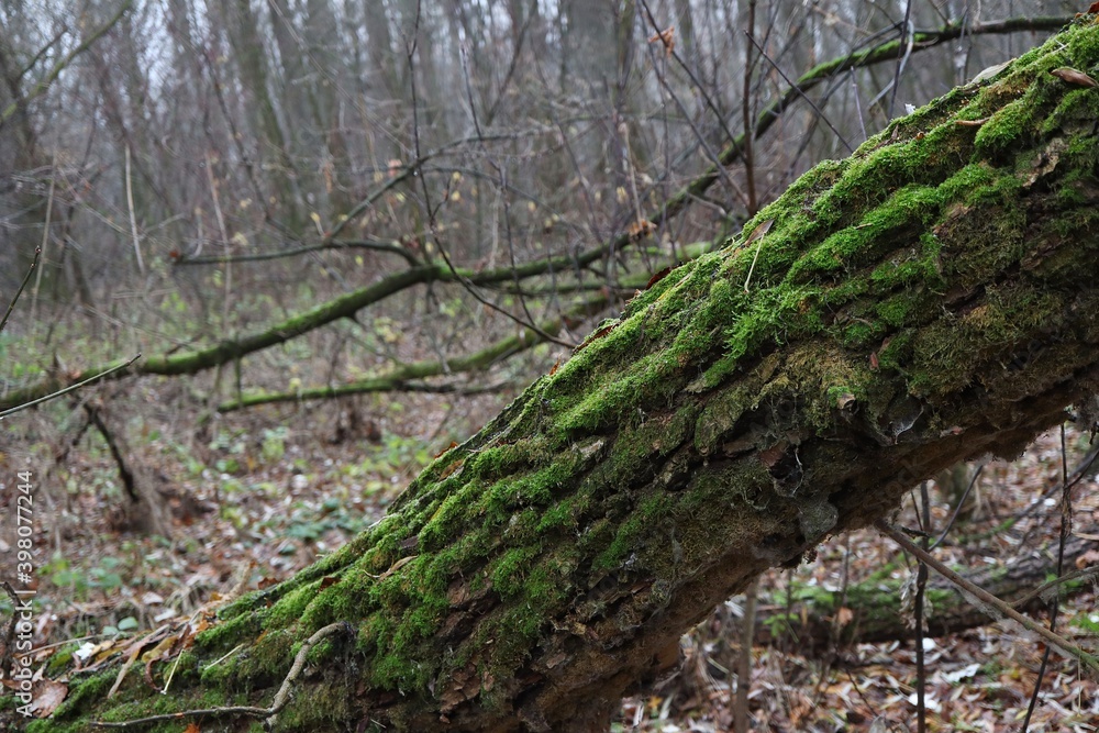 moss on tree in the autumn forest moss on tree in the autumn forest