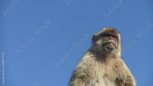 Gibraltar baboon © Mike