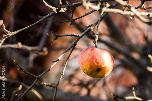 The remaining apple on the canopy of a tree with bare branches 