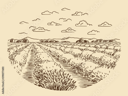 A sketch of lavender fields. French countryside landscape in Provence. Creates a summer mood.