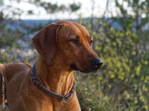 Dog Breed rhodesian ridgeback portrait in nature Jena © Marrow83