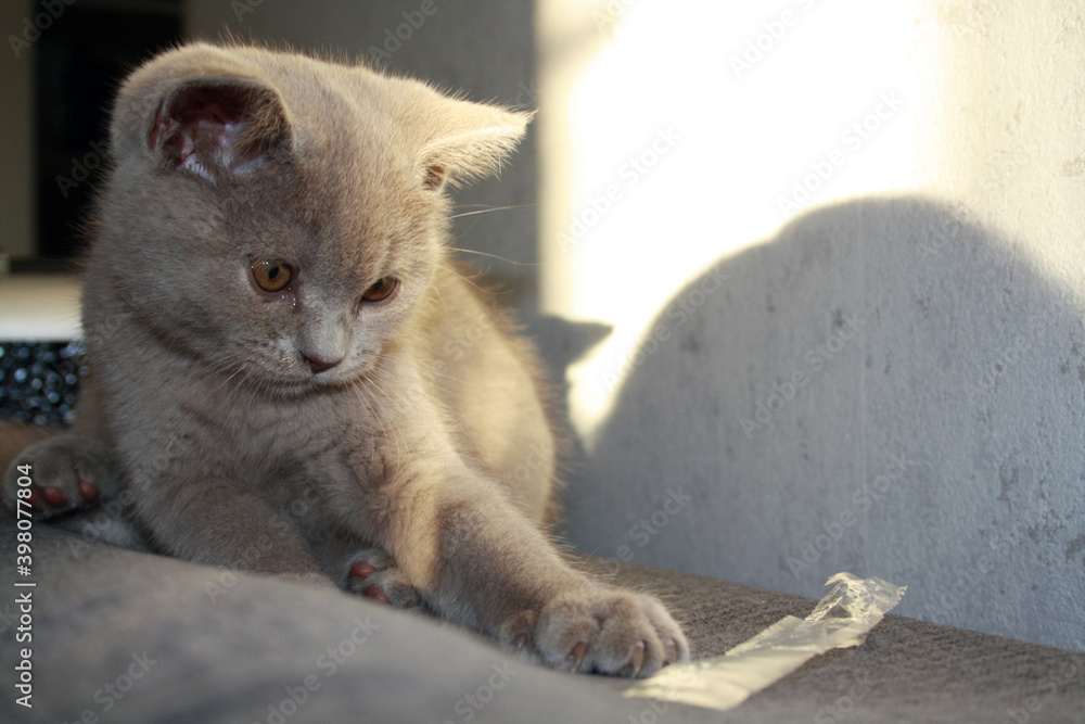 Kitten of British Shorthair breed with blue gray fur.