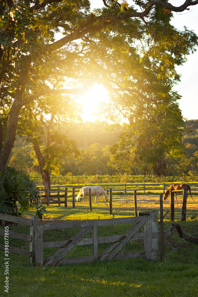 Horses in the farm meadow grazing on sunset rural landscape. Farm concept image.
