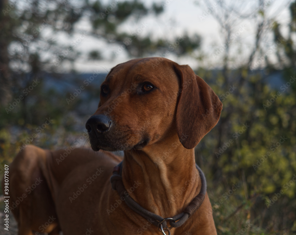 Dog Breed rhodesian ridgeback portrait in nature Jena