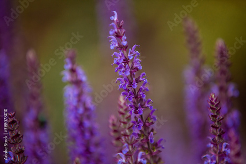 Honeybee on blooming lavender flower macro closeup 