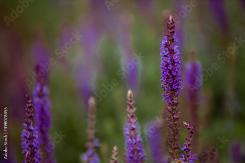 Honeybee on blooming lavender flower macro closeup 