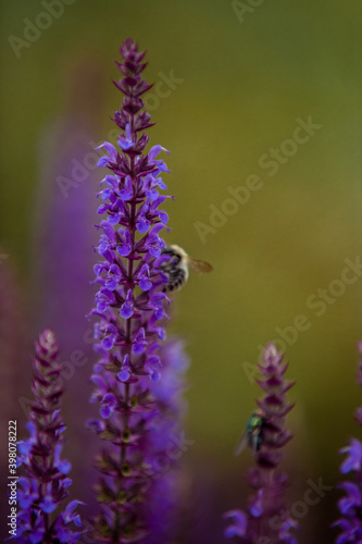 Honeybee on blooming lavender flower macro closeup 