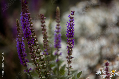 Honeybee on blooming lavender flower macro closeup 